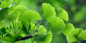 ginko biloba